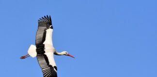 Po co grzechotką w kluczu?