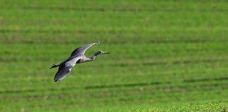 Co lepsze poplon czy obornik?