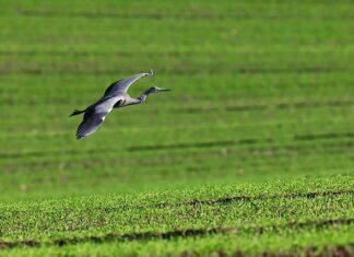 Co lepsze poplon czy obornik? Co lepsze poplon czy obornik?