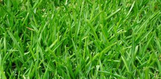 Po co nawożenie roślin?