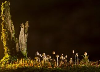 Jakie są rodzaje Nitownic?