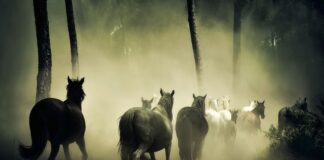 Ile ma koni silnik 1.6 benzyna?