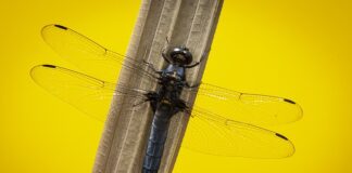 Jaka twardość noża?