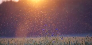 Ile kosztuje komoot?