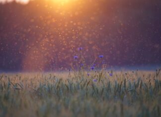 Ile kosztuje komoot?