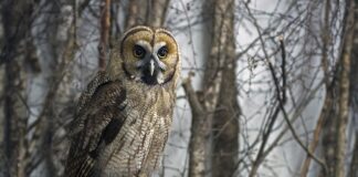 Jak działa hybryda Lexus NX?