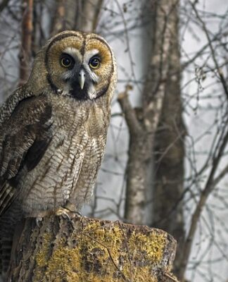 Jak działa hybryda Lexus NX?