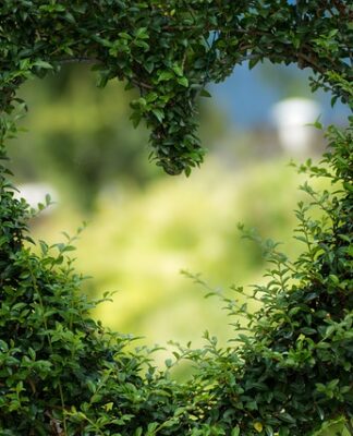 Czym nawozić rośliny kwitnące?