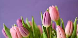 Jaki nawóz na obfite kwitnienie?