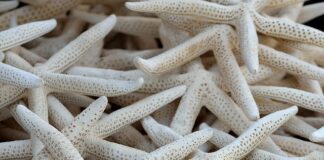 Jak wyczyścić kolektor wydechowy w motocyklu?