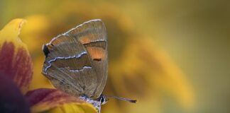 Jak się pozbyć smug na szybach?