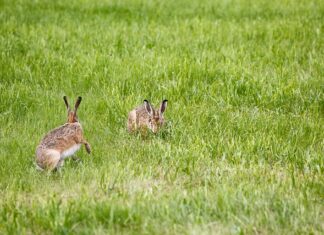 Jak wymienić lampę przednią w Nissan Note?