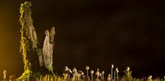 Jakie są rodzaje Nitonakrętek?