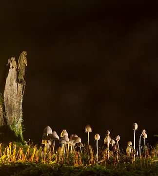 Jakie są rodzaje Nitonakrętek?