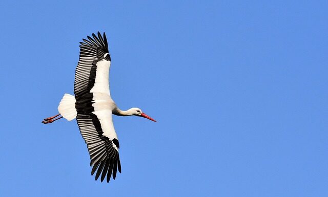 Która grzechotka jest większa 1 2 czy 1 4?