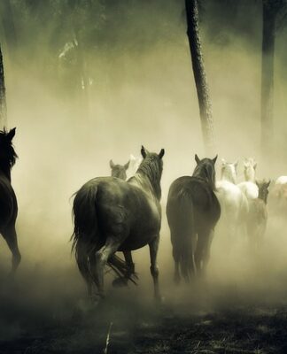 Ile koni ma tir scania?