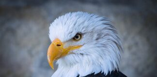 Ile kosztuje nowy Raptor?