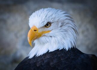 Ile kosztuje nowy Raptor? Ile kosztuje nowy Raptor?