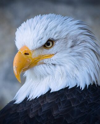 Ile kosztuje nowy Raptor?