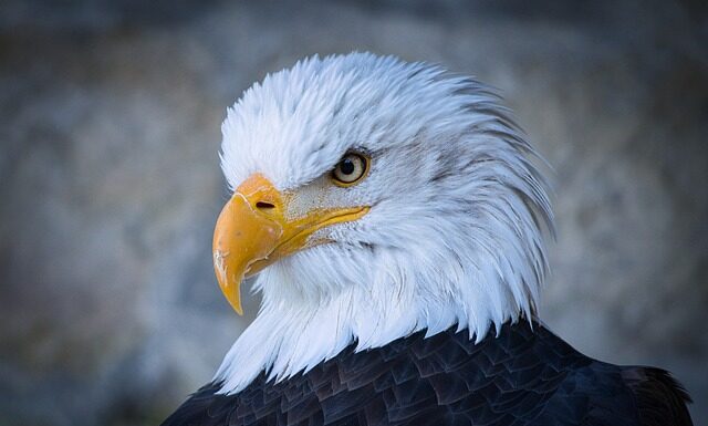 Ile kosztuje nowy Raptor? Ile kosztuje nowy Raptor?