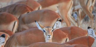 Jak wybić końcówkę wahacza?