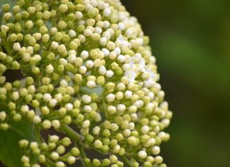 Jak Dokręcić tuleje wahacza?