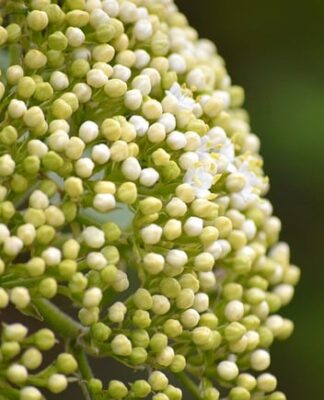 Jak Dokręcić tuleje wahacza?