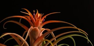 Jak nazywa się ostrze broni białej typu siecznego?