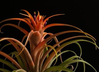 Jak nazywa się ostrze broni białej typu siecznego?