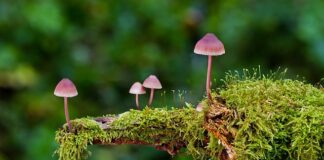 Jakie są rodzaje sprężyn?