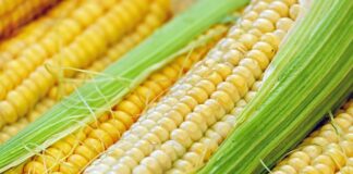 Od czego pęka tłok?