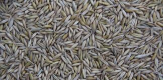 Gdzie jest produkowany nissan Note?