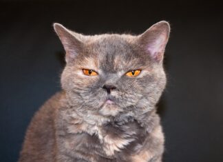 Czy Netio to dobra firma?