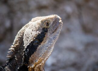 Ile kosztuje tuatara?