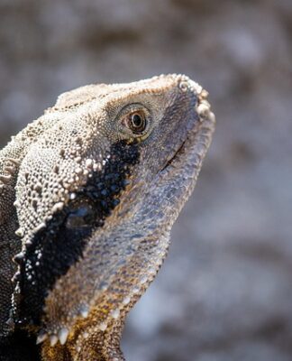 Ile kosztuje tuatara?
