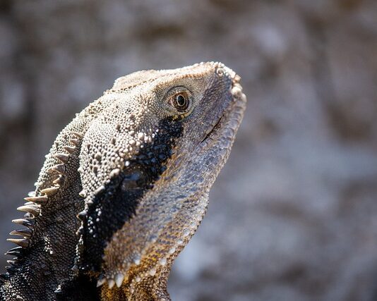 Ile kosztuje tuatara? Ile kosztuje tuatara?