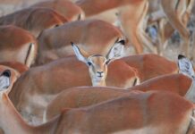 Ile czasu zajmuje wymiana wahacza? Ile czasu zajmuje wymiana wahacza?