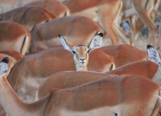 Ile czasu zajmuje wymiana wahacza?