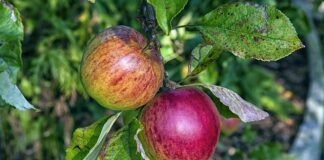 Co się stanie jak dam za dużo podpuszczki?