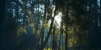 Jaki prześwit ma Kia Niro?