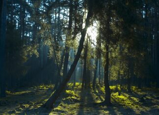 Jaki prześwit ma Kia Niro?