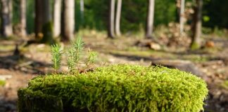 Jak zregenerować wahacz?