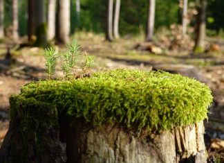 Jak zregenerować wahacz?
