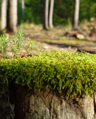 Jak zregenerować wahacz?