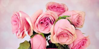 Czym się różni saletrzak od saletry?