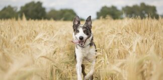 Jak działa cylinder?