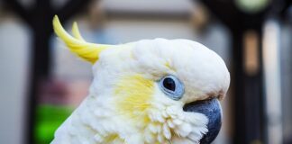 Czym się rożni sprężyna Naciągowa od zaciskowej?