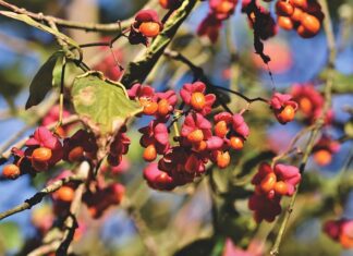 Co to są tuleje wahacza?