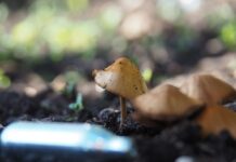 Czy N2O jest legalne? Czy N2O jest legalne?