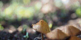 Czy N2O jest legalne?